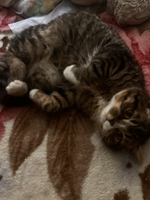 Сопровождения 5кк гарант