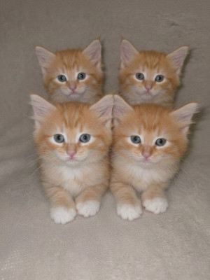 Дам бота тг для создания таких картиной как на карточке