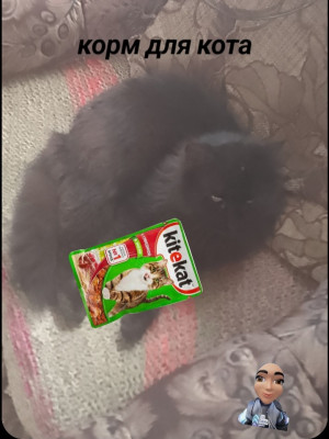 На корм для кота