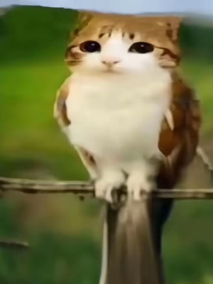 На meowl, пожалуйста!