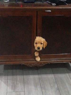 Делаю ии фотки или песни.