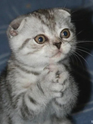 На покушать бедному студенту