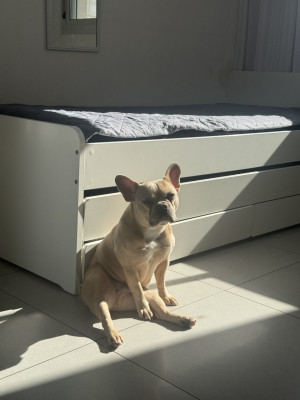 На пропитание бульдогу