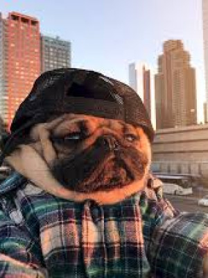 на корм крутому мопсику