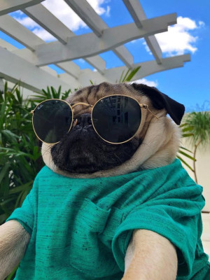 на корм крутому мопсику