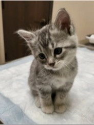 на пропитание котику