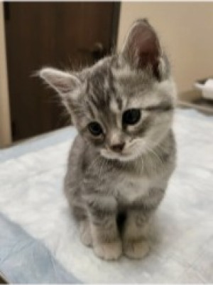 на пропитание котику