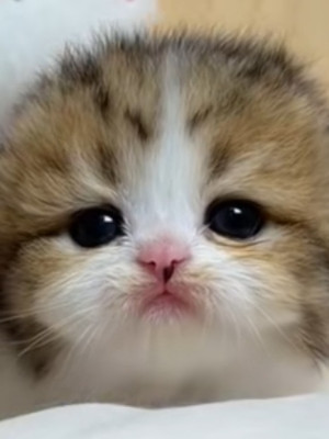Денюжки для котика