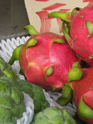 Семя Dragon Fruit Grow a Garden 2 Быстрая выдача