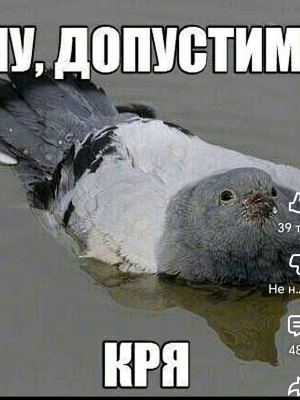 Получу вам акулий якорь