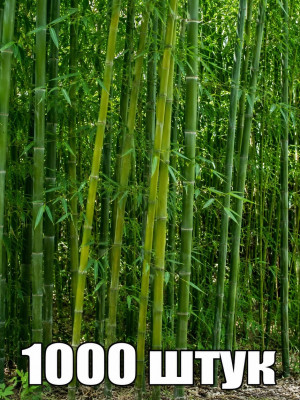 1000штук бамбука
