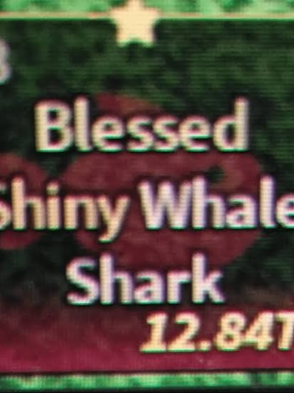 Shiny blessed whale shark