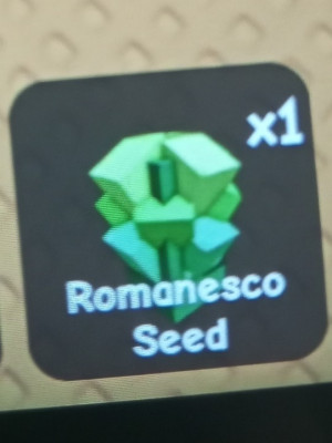 Romanesco seed