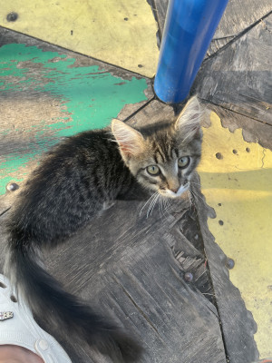 Коту на лежанку