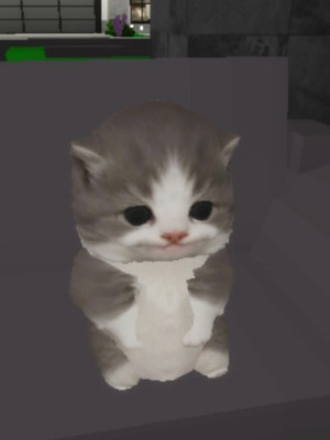 Рубль котику 😍
