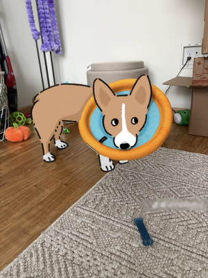 My pet art