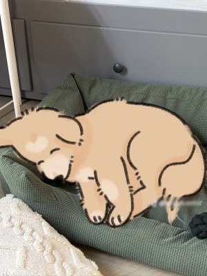 My pet art