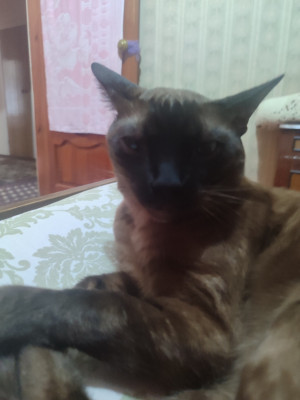 Коту на покушац