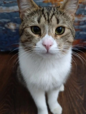 На корм коту (описание)