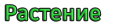 Acorn Растение