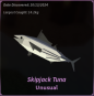 Skipjack Tuna купить