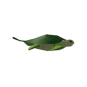 Carrot Turtle