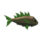 Carrot Snapper
