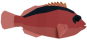 Flamekissed Hawkfish