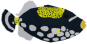Clowned Triggerfish