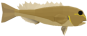 Tilefish