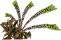 Inkpujin