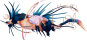 Nyxasolyx