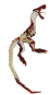 Pernirex