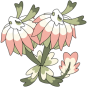 Clover Blossom
