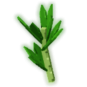 Parsley