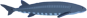 White Sturgeon