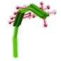 Sundew