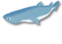 Kitefin Shark