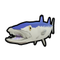Barracuda Fish