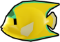 Boa Angelfish