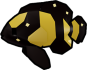 Bumblebee Grouper