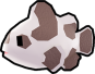 Cow Clownfish