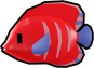Flame Angelfish