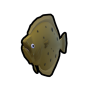 Flat Fish