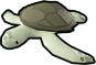 Hawks Turtle