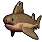 Hybodus Shark