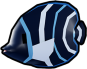Korean Angelfish