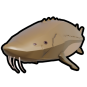 Lake Sturgeon