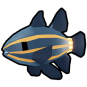Lined Cardinal Fish