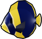 Maze Angelfish